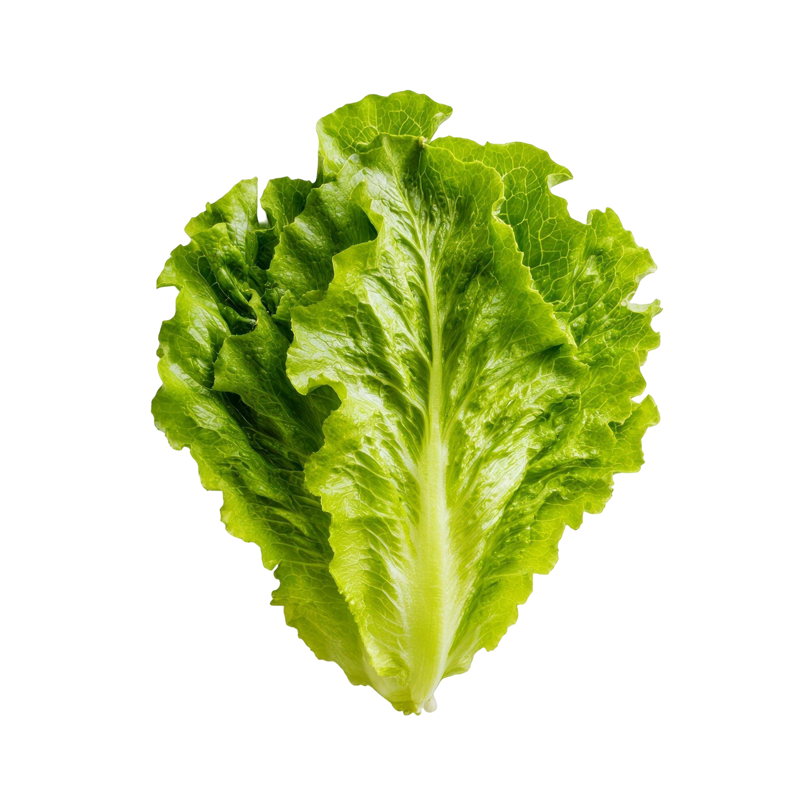 lettuce